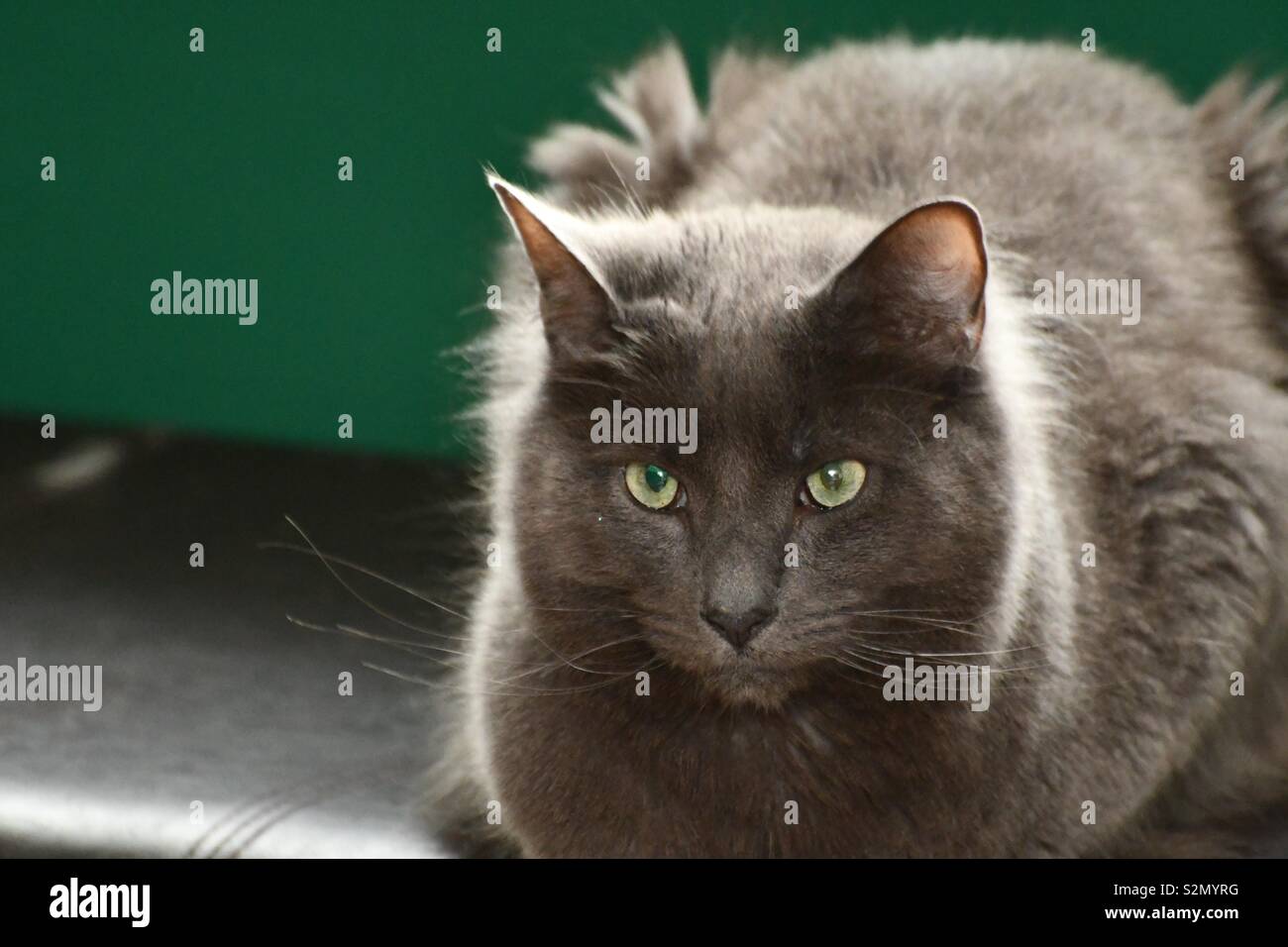 Male adult cat hi-res stock photography and images - Alamy