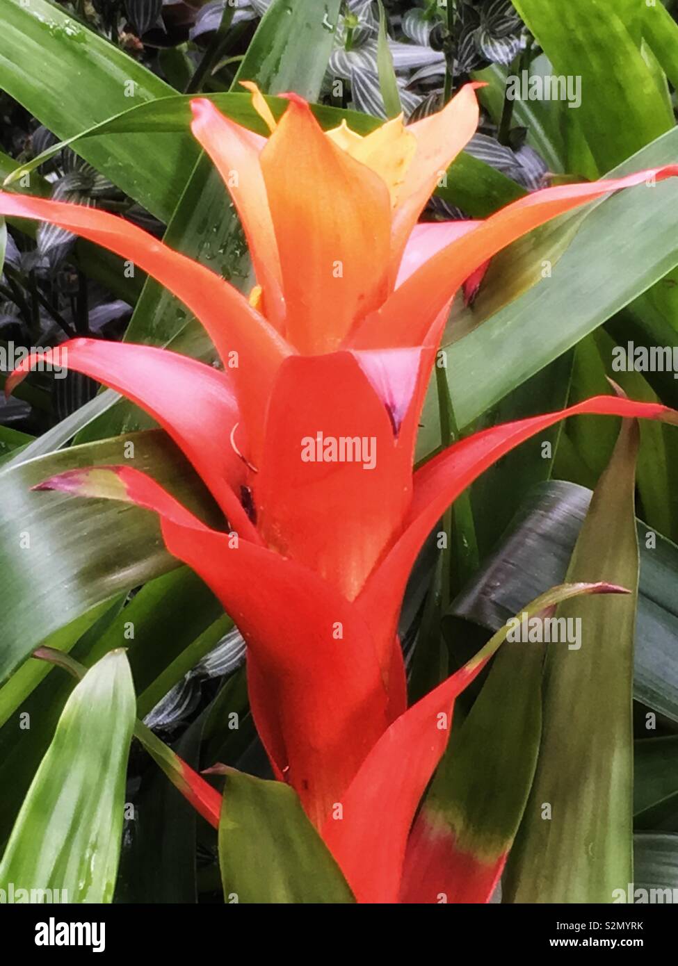 Bright orange blooming bromeliad plant Stock Photo - Alamy