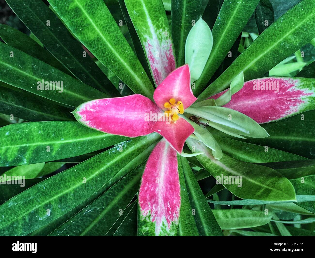 Top view of a bromeliad plant with a pink bloom. Stock Photo