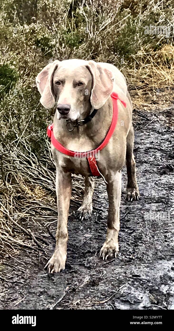 Happy muddy dog hires stock photography and images Alamy