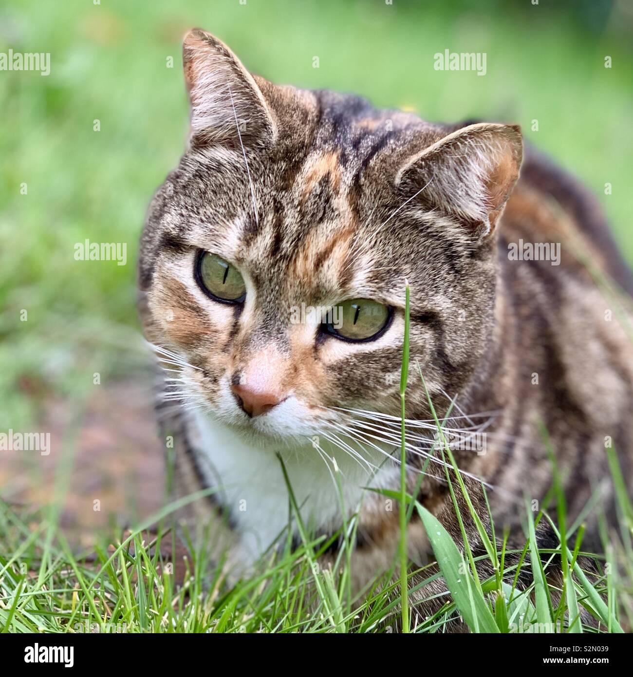 Suffolk, UK - May 2019: Pet tabby tortie domestic short hair cat in the garden. - Smartphone Captured Stock Image