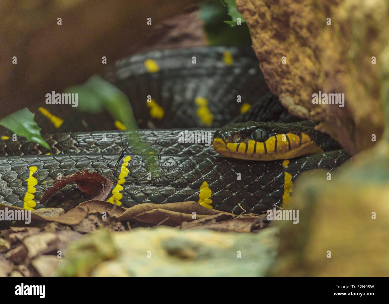 Venomous Snake Hiding - Smartphone Captured Stock Image