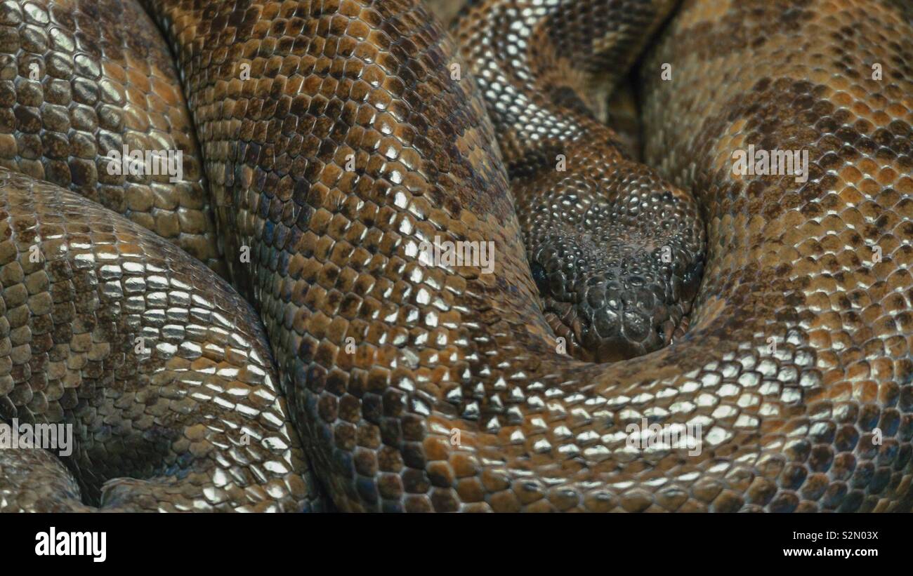 Sleeping Snake - Smartphone Captured Stock Image