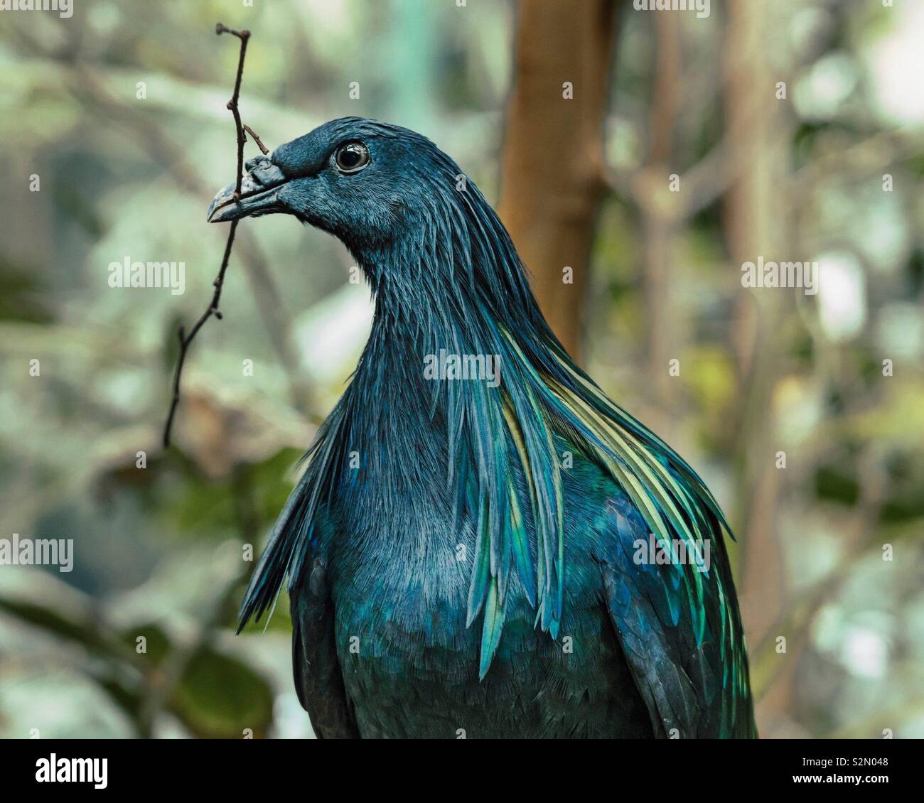 Colourful Bird - Smartphone Captured Stock Image