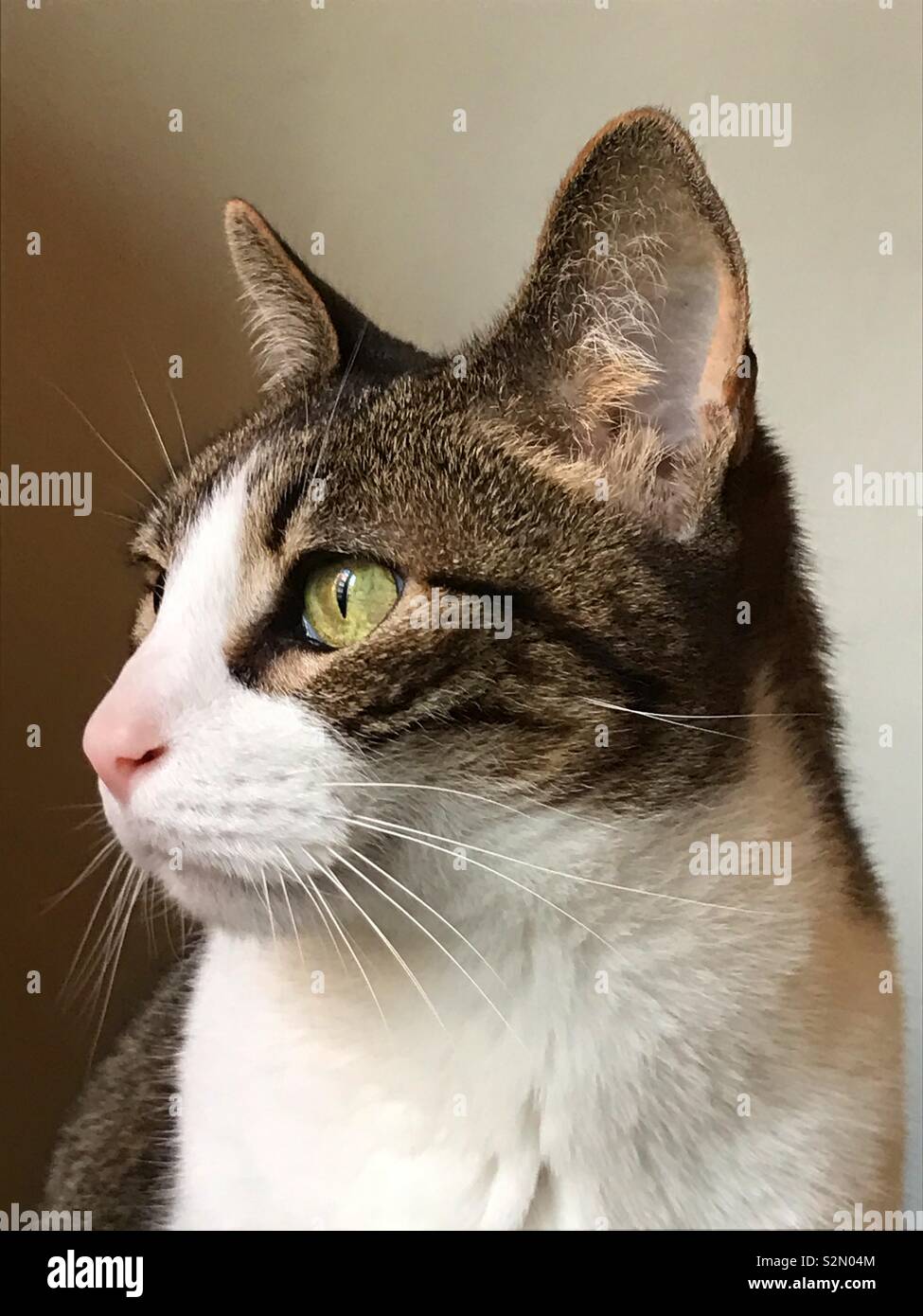Tabby and white cat. Close view. - Smartphone Captured Stock Image