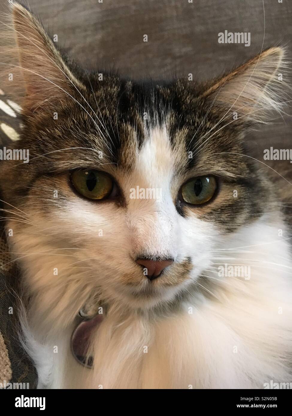 A close-up of a very cute, green-eyed kitten with white and brown fur. Stock Photo