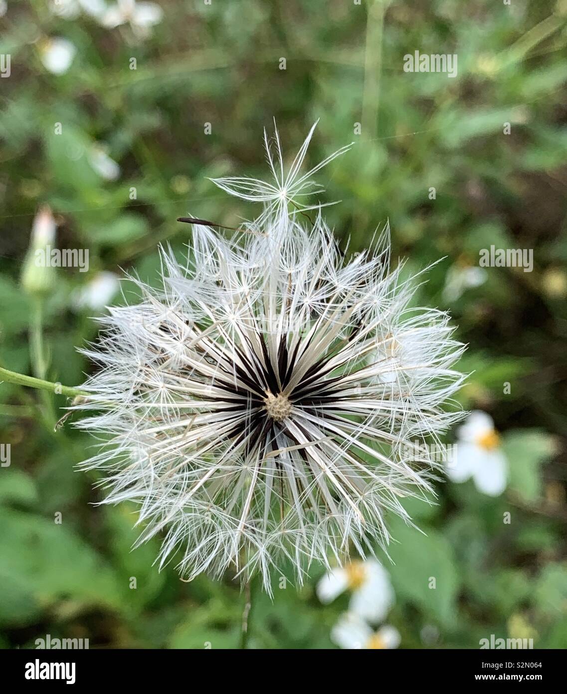 Dandelion bloom closeup Stock Photo Alamy