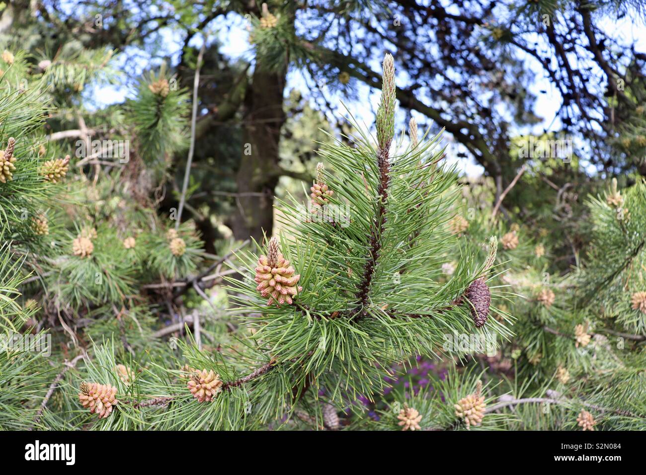 Pine cones on tree branches Stock Photo