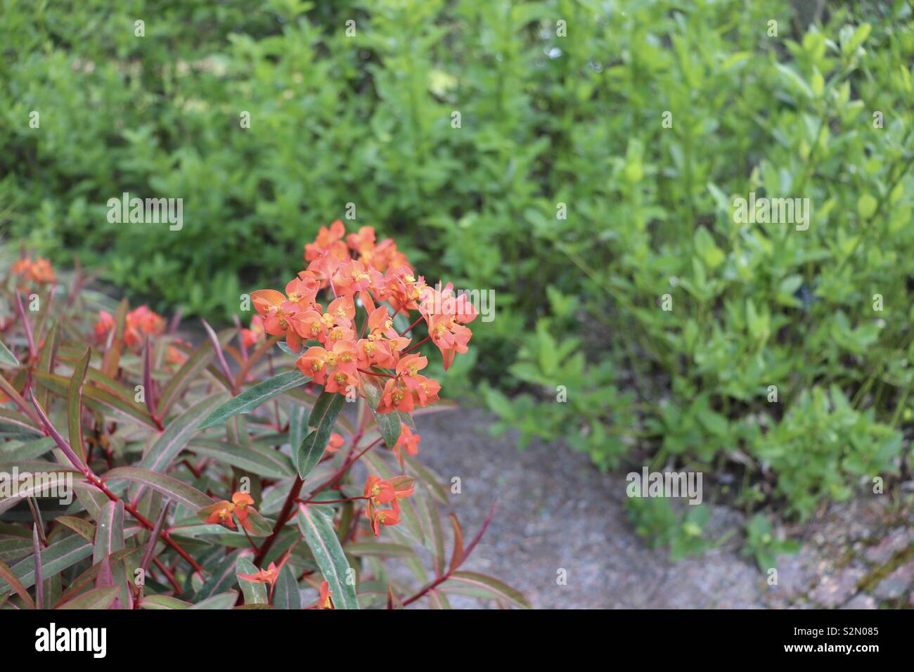 Red flowering plant in bloom Stock Photo