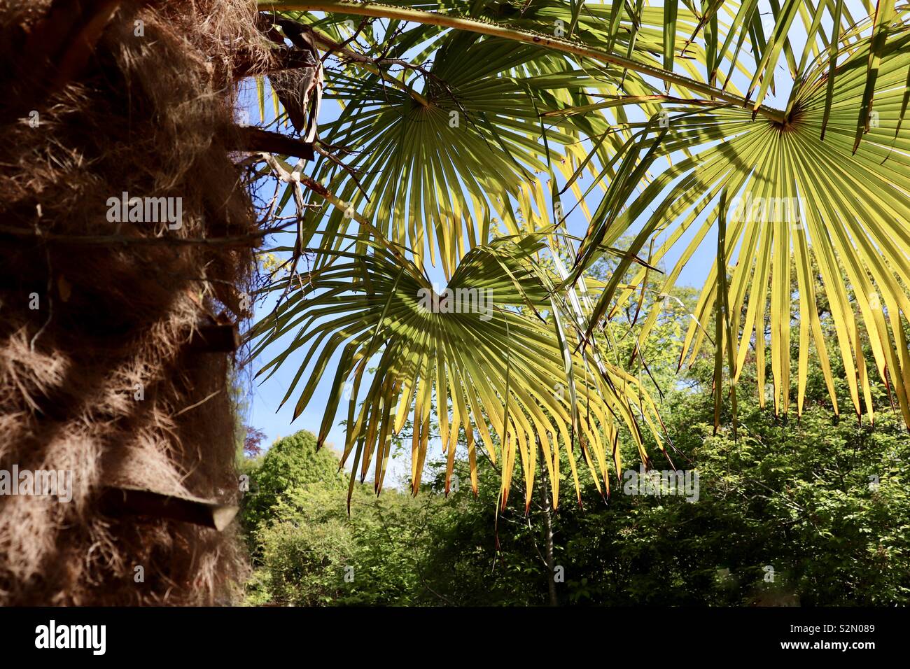 Palm tree leaves in the sunshine Stock Photo Alamy