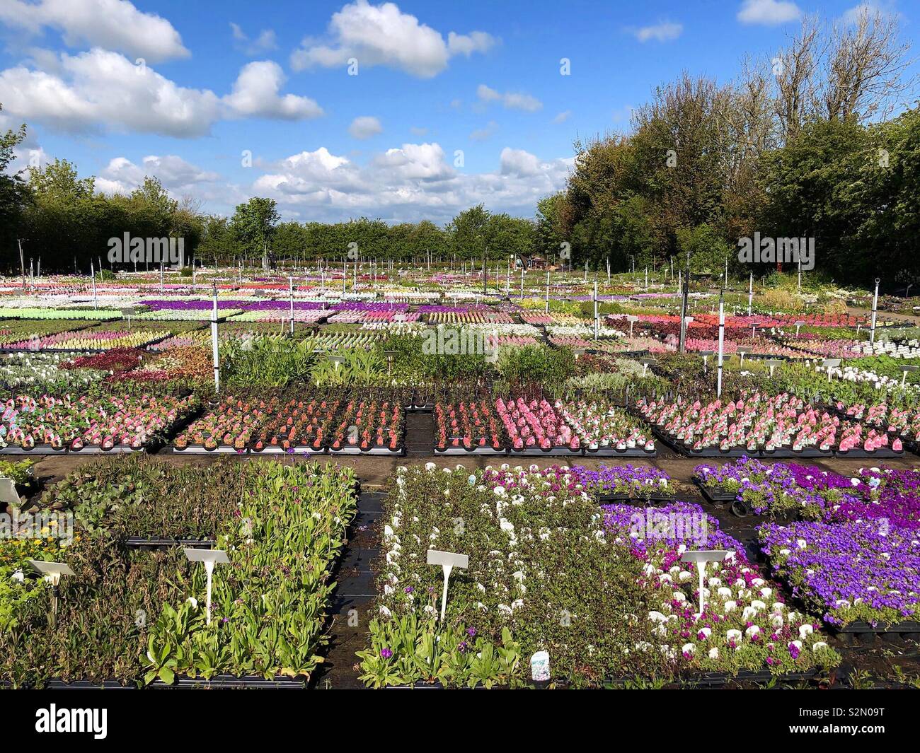 Display of plants at a garden centre - Smartphone Captured Stock Image
