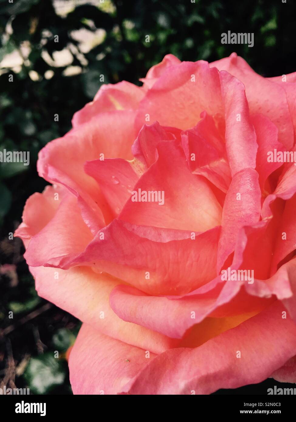 Rose in bloom Stock Photo Alamy