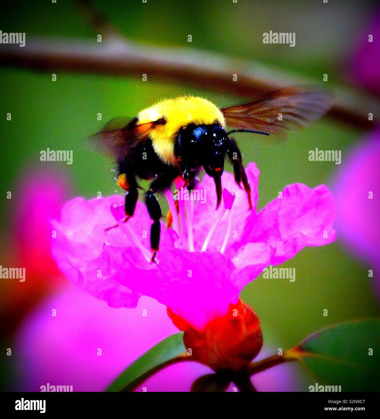Busy Buzzy Bumble Bee Stock Photo