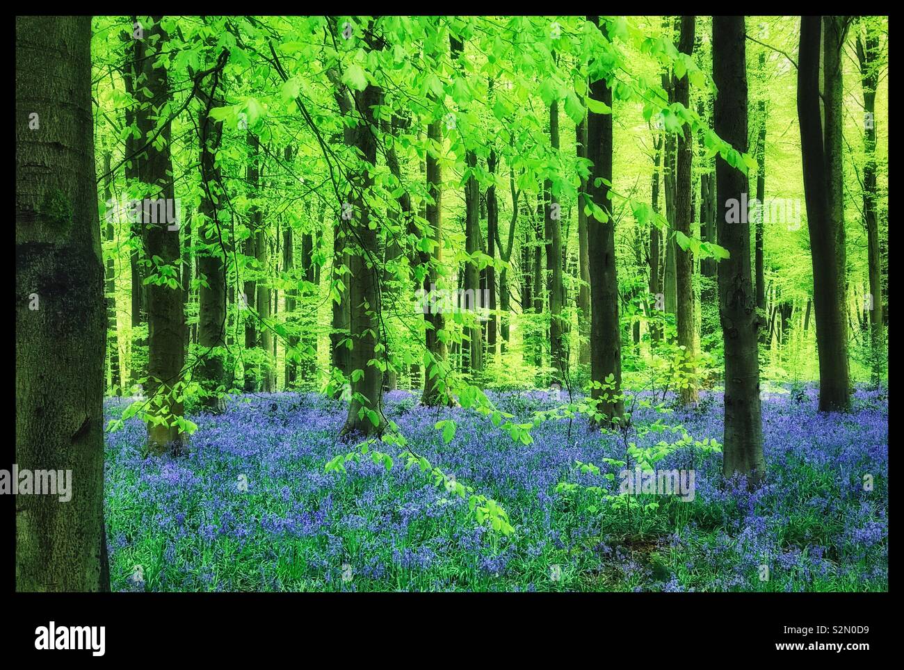 An atmospheric and feel good landscape image of a English Bluebell woodland view. This springtime scene is one of the most popular views amongst woodland walkers. Photo Credit - © COLIN HOSKINS. - Smartphone Captured Stock Image