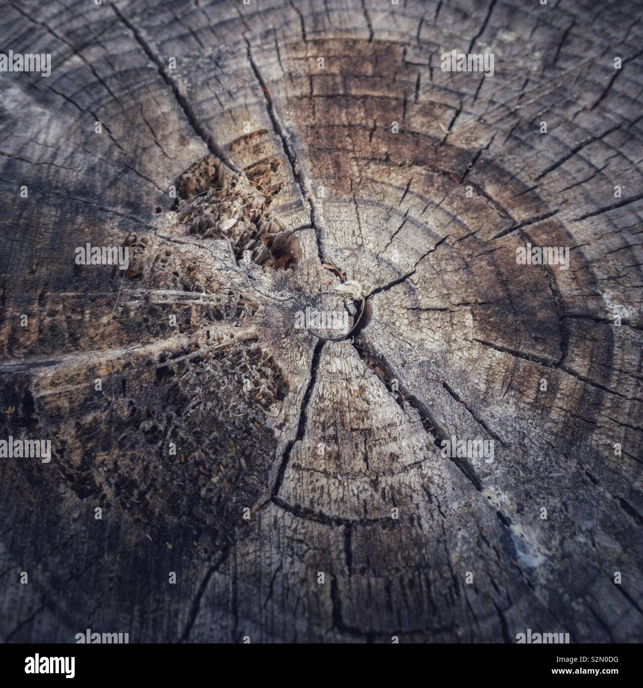 Cross section dead wood hi-res stock photography and images - Alamy