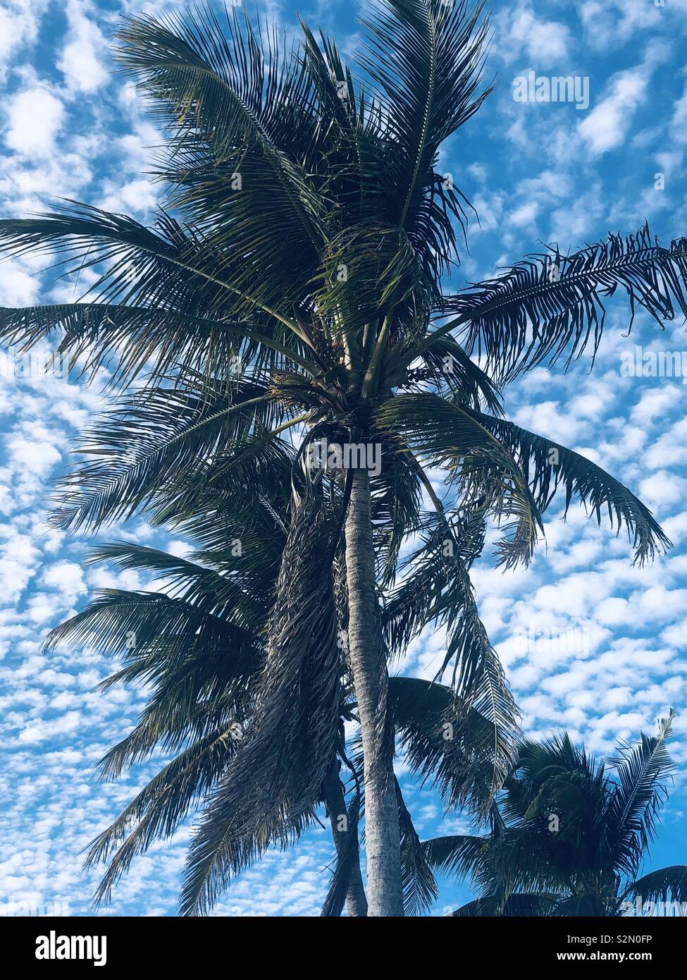 Palm Tree, Key West Stock Photo Alamy