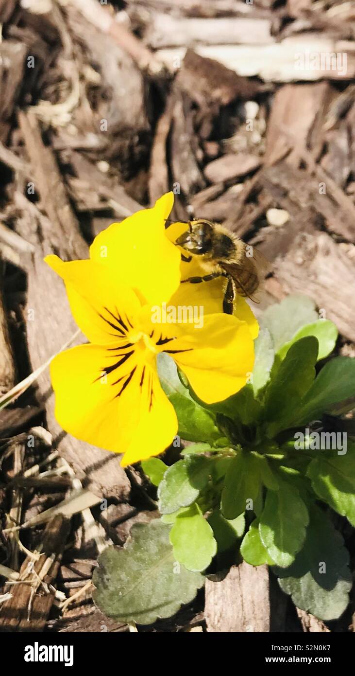 Bee collecting nectar Stock Photo