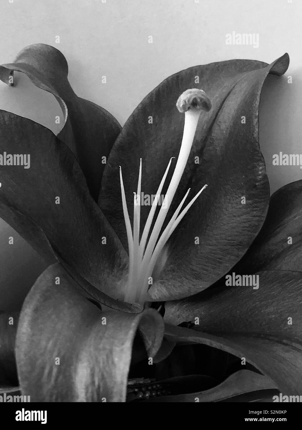 Black and White Lily Stock Photo Alamy