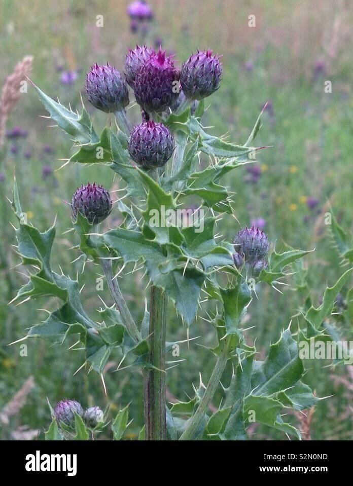 Scottish thistle hires stock photography and images Alamy