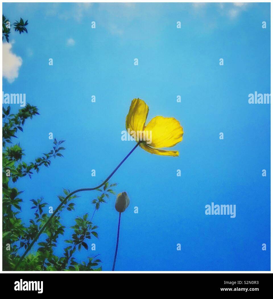 A Yellow Poppy flower. - Smartphone Captured Stock Image