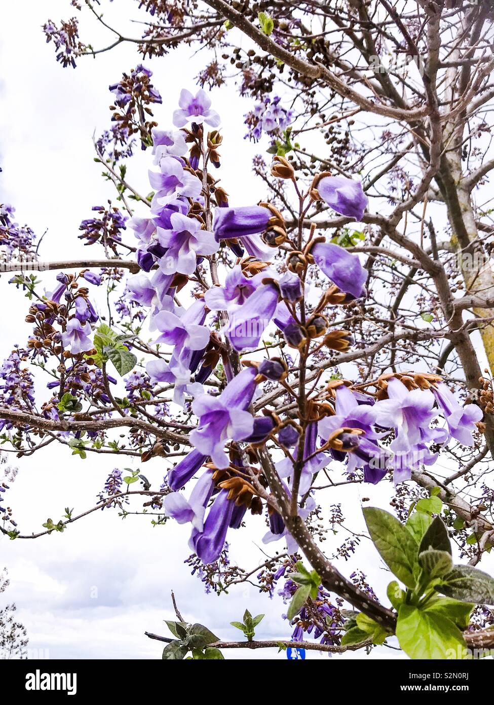 Paulownia tomentosa trees in flower, spring blossom Stock Photo - Alamy