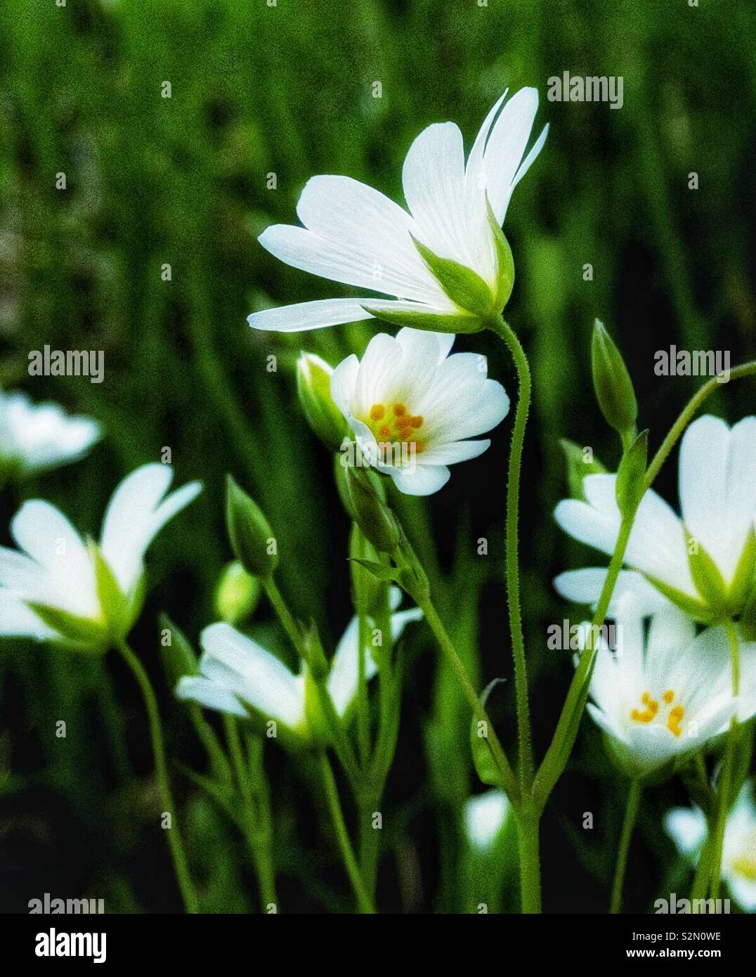 White flowers of wildflower Greater Stichwort or Stellaria holostea Stock Photo
