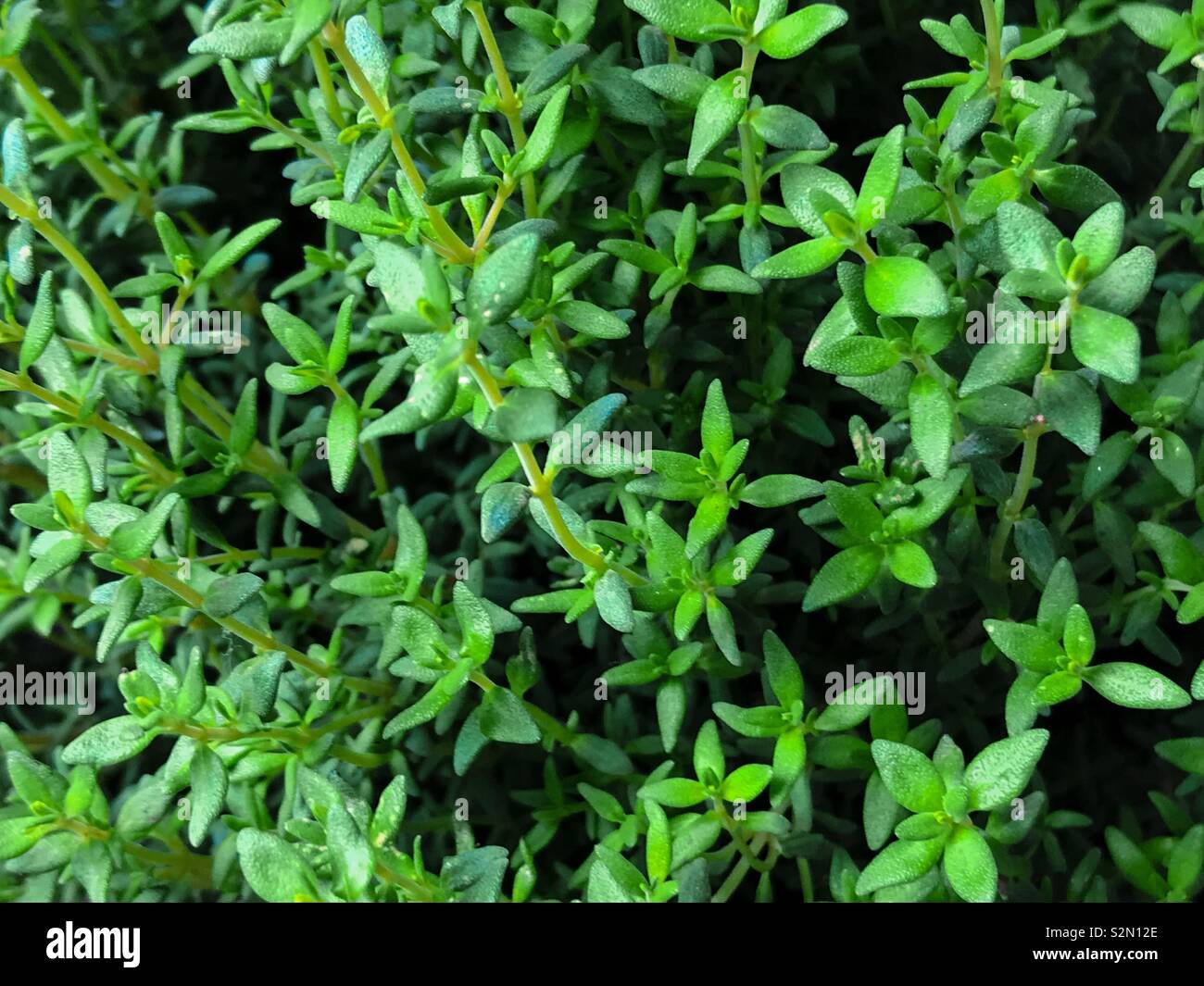 Thyme Thymus vulgaris Culinary Herbs Stock Photo Alamy