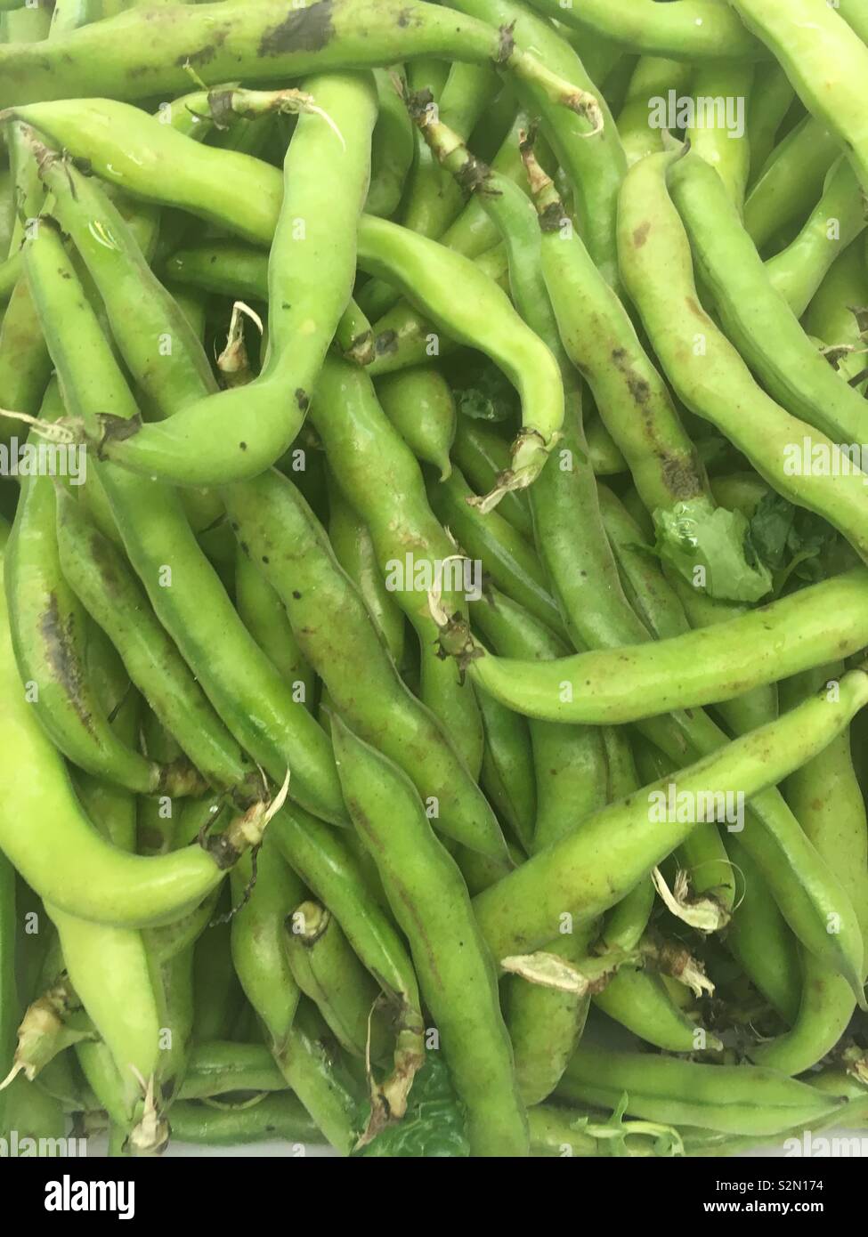 Beans fava Stock Photo