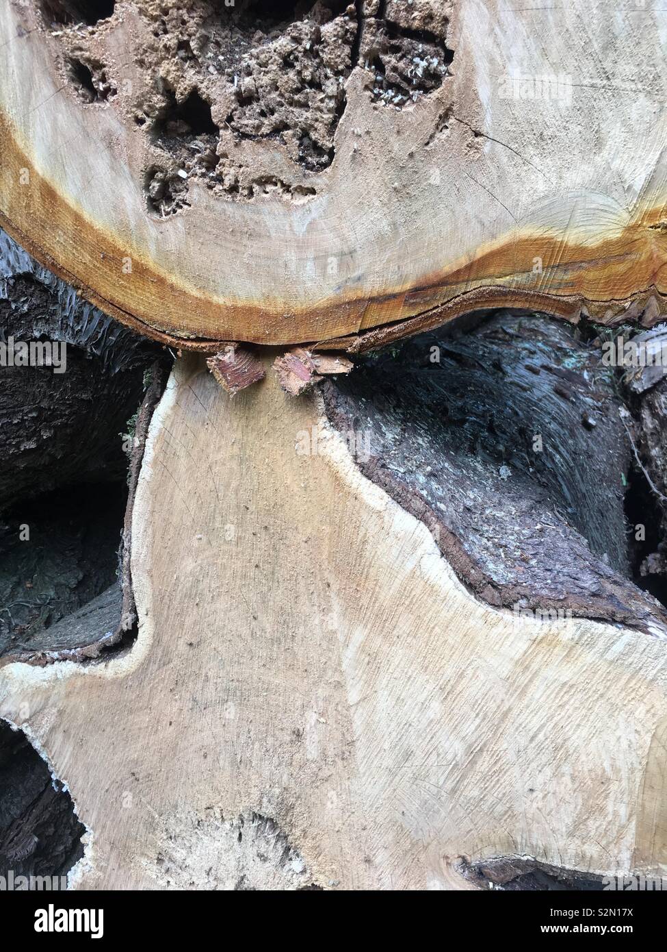 The cut surfaces of tree trunks in a logpile in woods Stock Photo