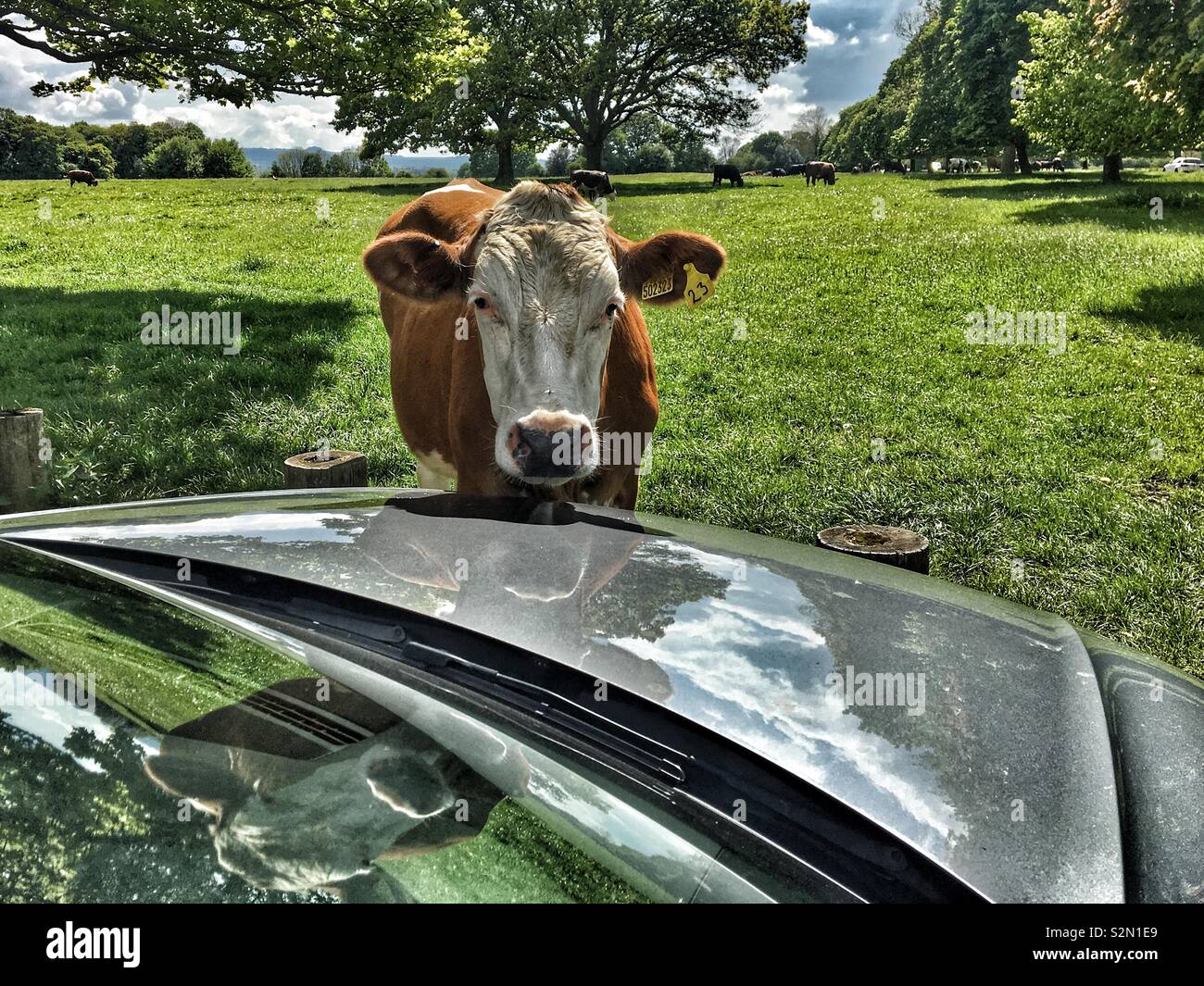 Steer looking over the bonnet of a car in the countryside - Smartphone Captured Stock Image