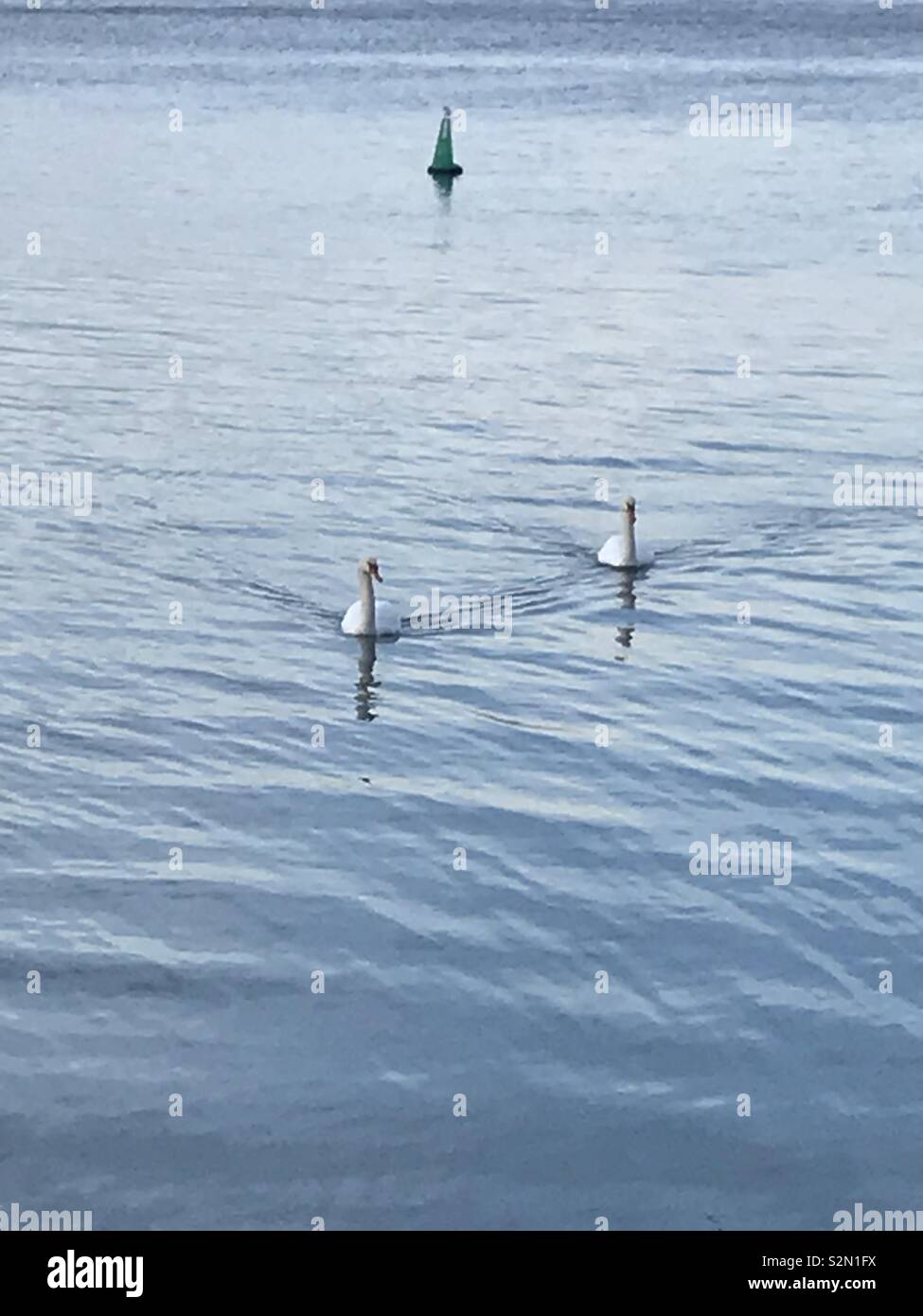 Swans at Caernarfon, North Wales. - Smartphone Captured Stock Image