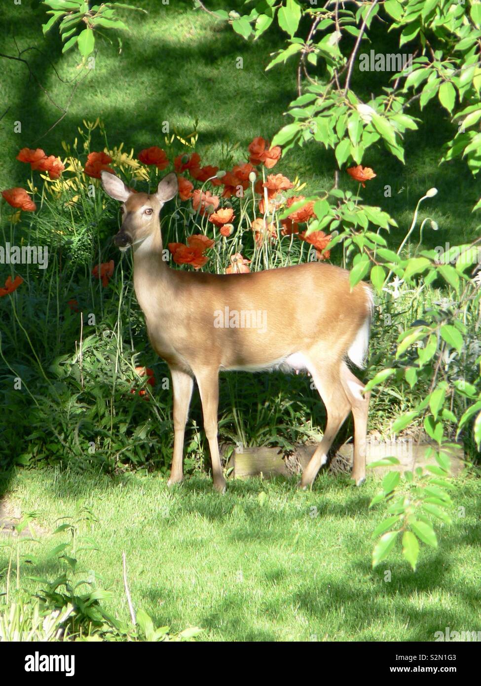 Mama doe at the edge of my poppy garden keenly eyeing the situation. Surrounded by lush grass, trees, and garden. Stock Photo