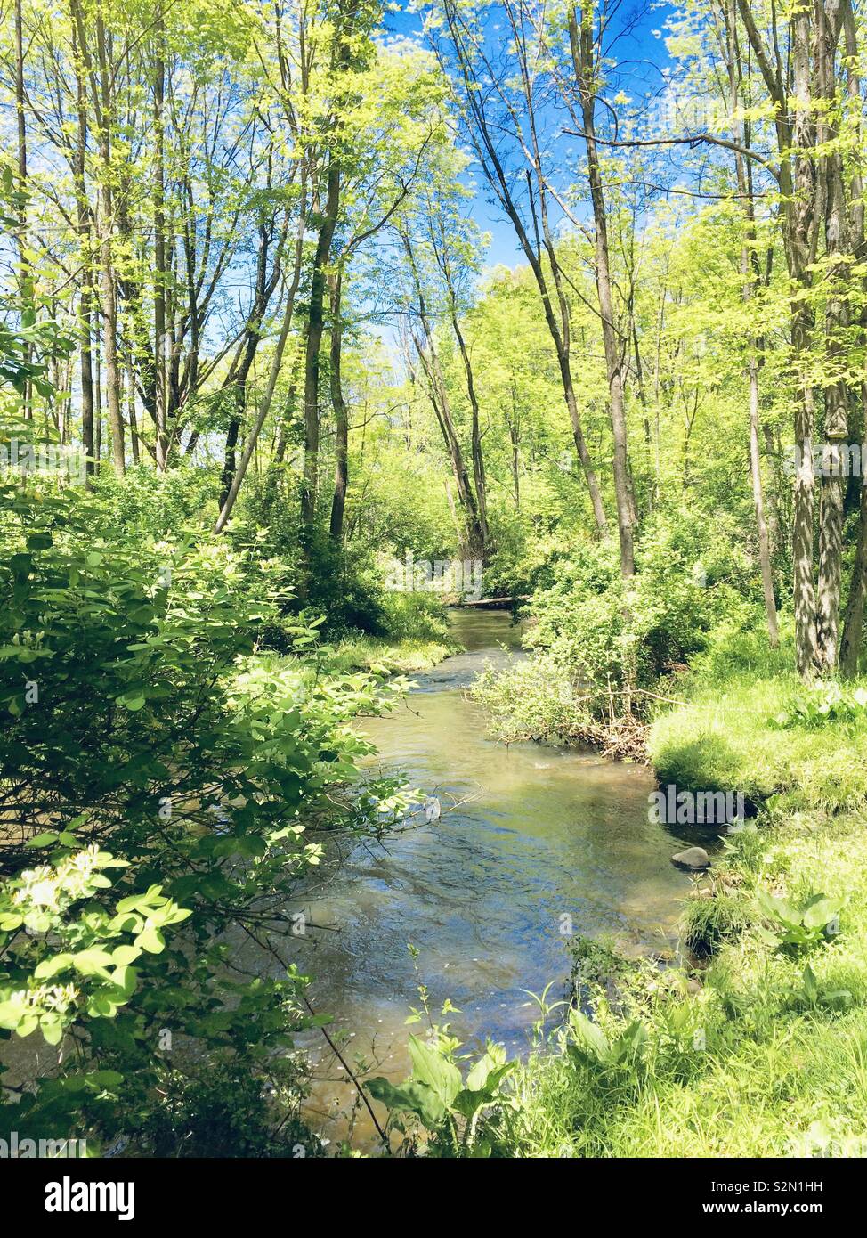 Lush spring green woods with creek running through. Beautiful blue sky reflection in the water. Stock Photo