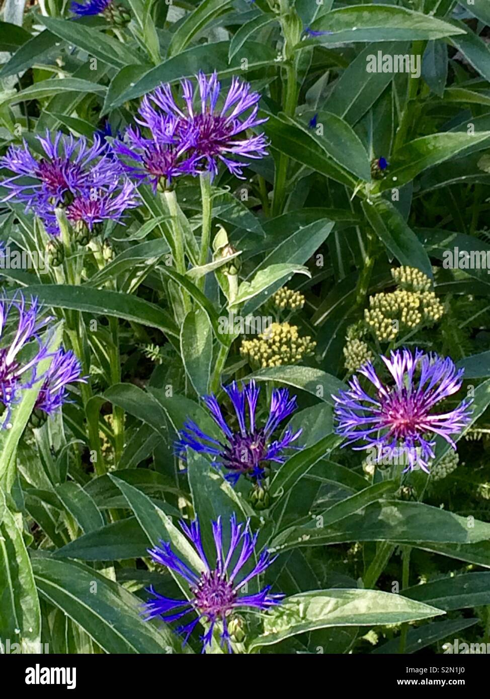Blue-violet bachelor buttons and yellow yarrow in the perennial garden. Stock Photo