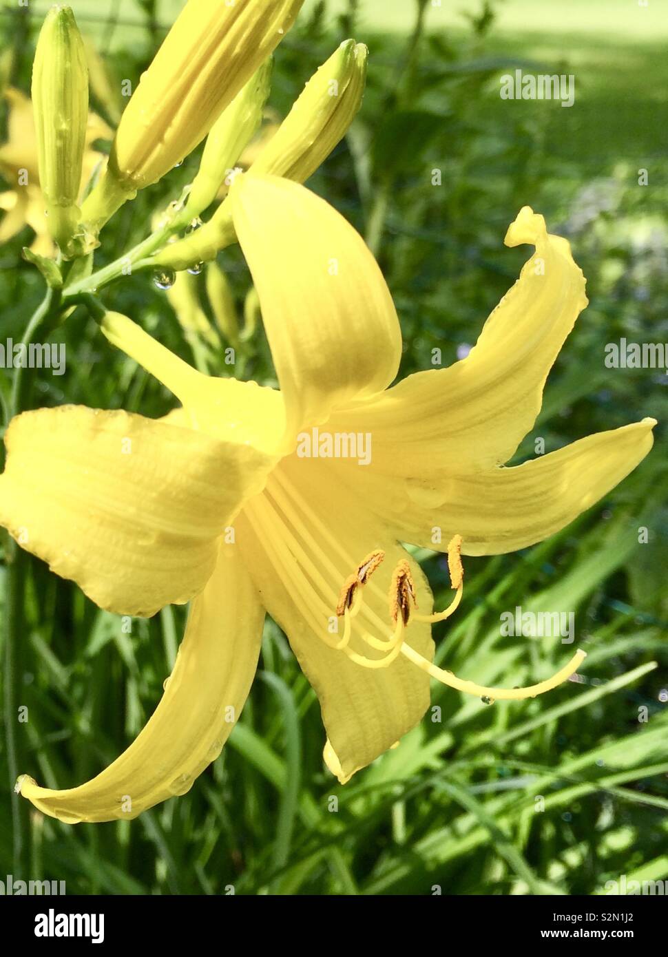 Lemon Lilies in the perennial garden. Bright yellow daylilies Stock