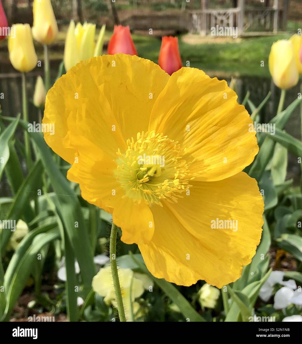 Brilliant yellow poppy with tulips and pansies Stock Photo