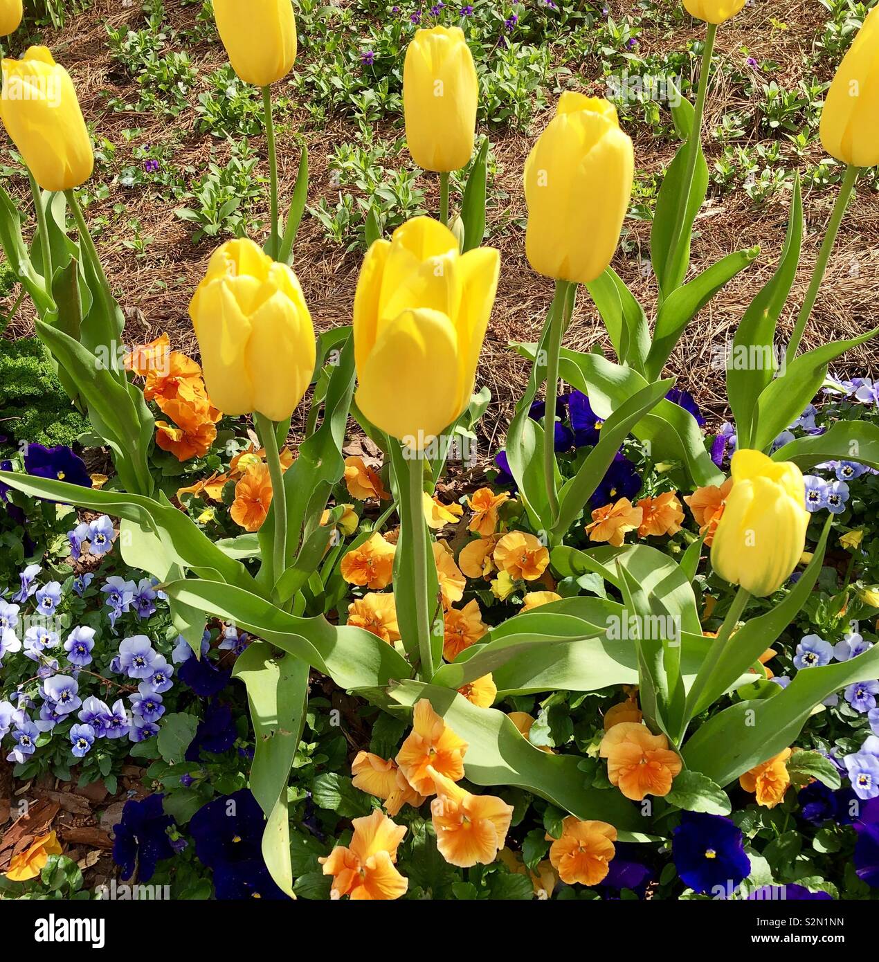 Bright yellow tulips blooming in a pansy garden Stock Photo