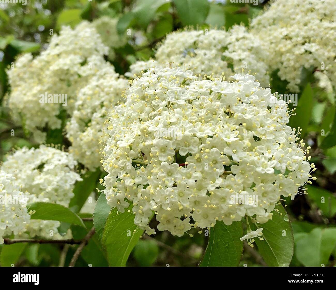 Wild flowering shrub in the woodland forest. Beautiful creamy white and  soft green with lacey detail Stock Photo - Alamy