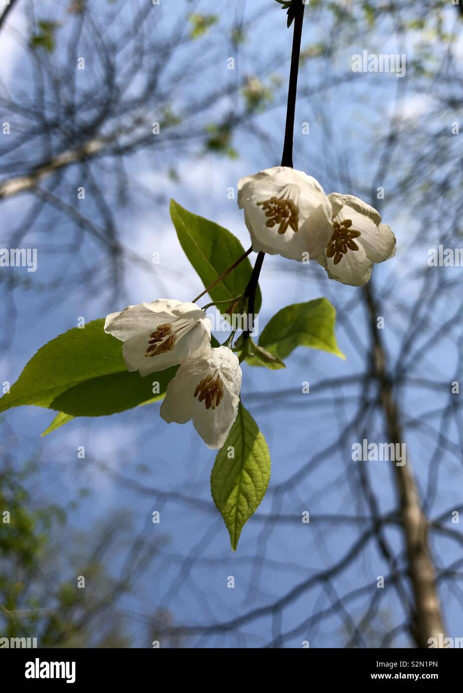 Wild flowering shrub backlit in the forest Stock Photo