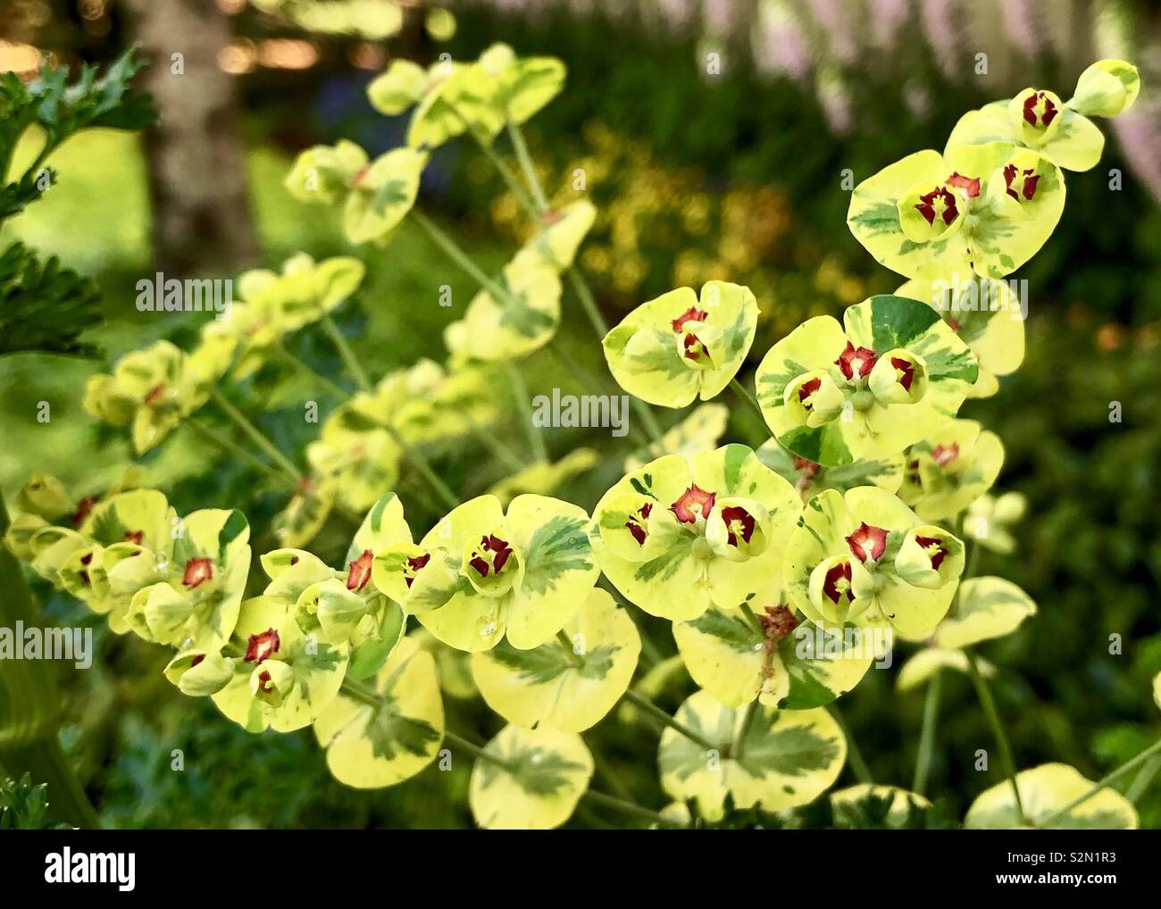 Large cluster of yellow/green flowers with red centers Stock Photo