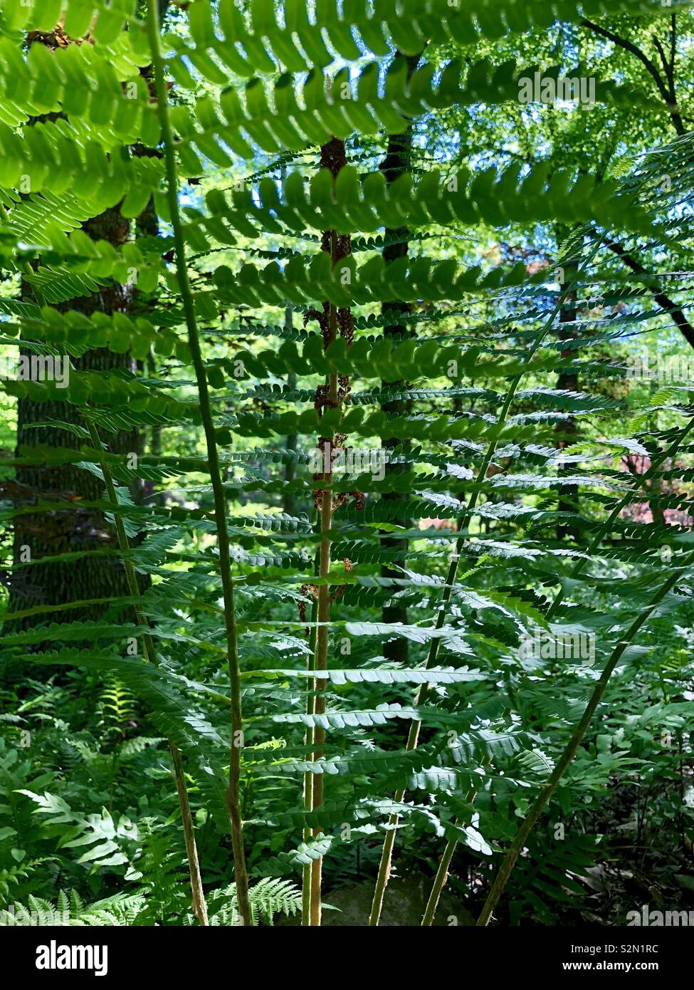 Horizontal view through the fern dell. emerald green color and