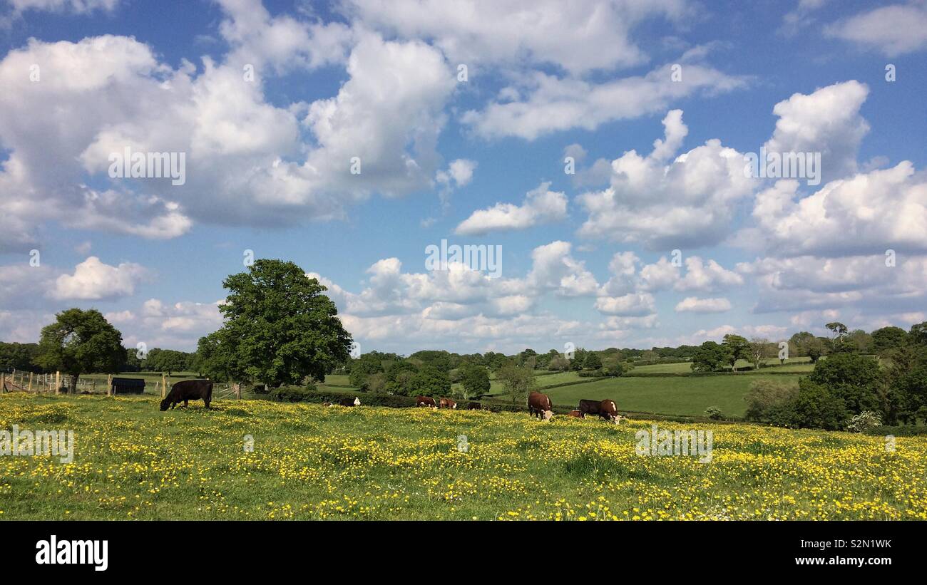 Pastures at Fritham in the New Forest - Smartphone Captured Stock Image