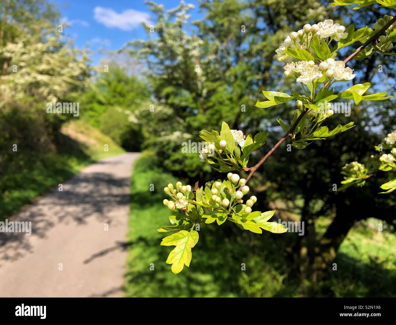 Blackthorn blossom growing alongside a country lane, Wales. Stock Photo
