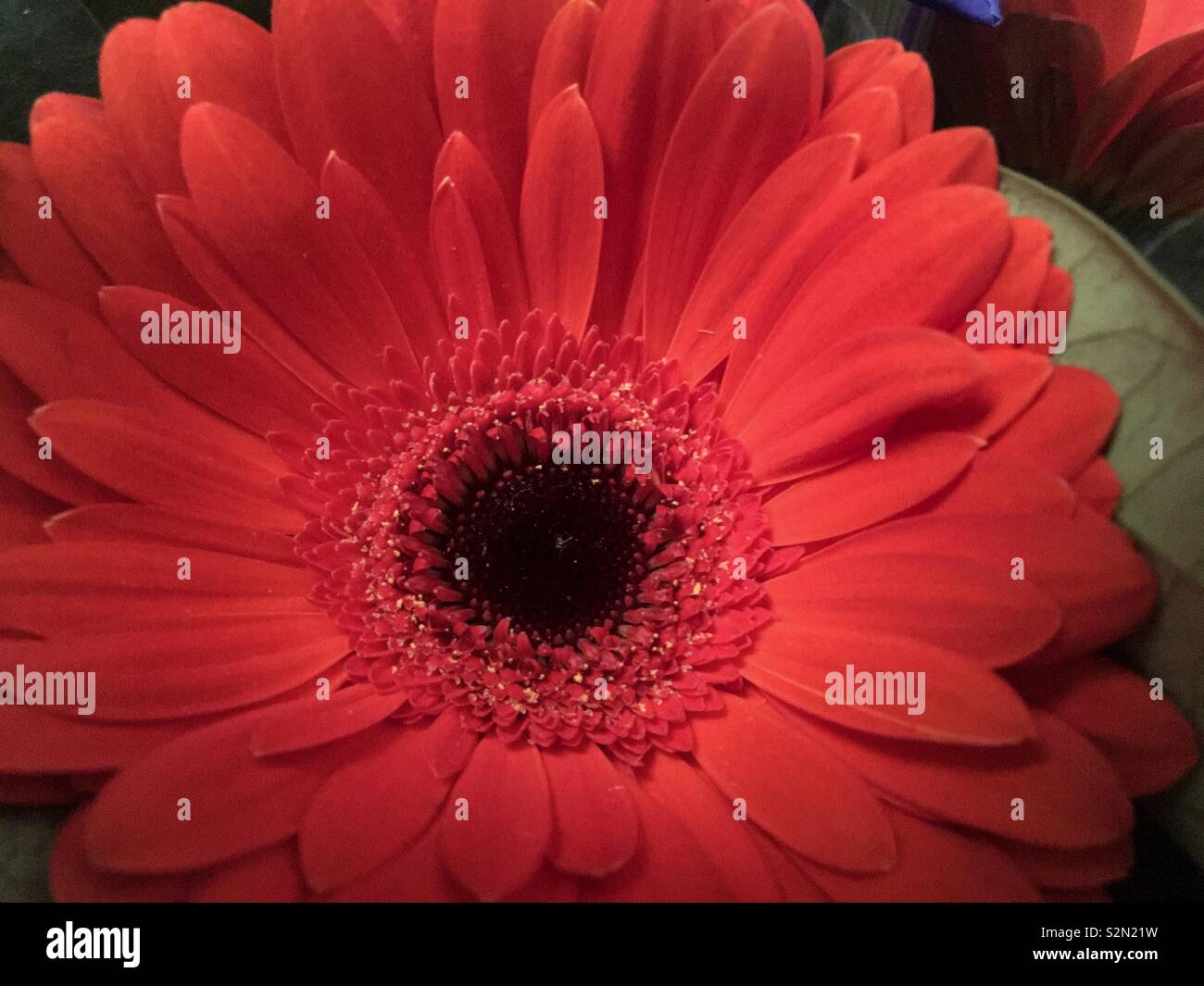 Closeup view of a beautiful fresh deep red-orange Gerbera Daisy flower head with a black center. Stock Photo