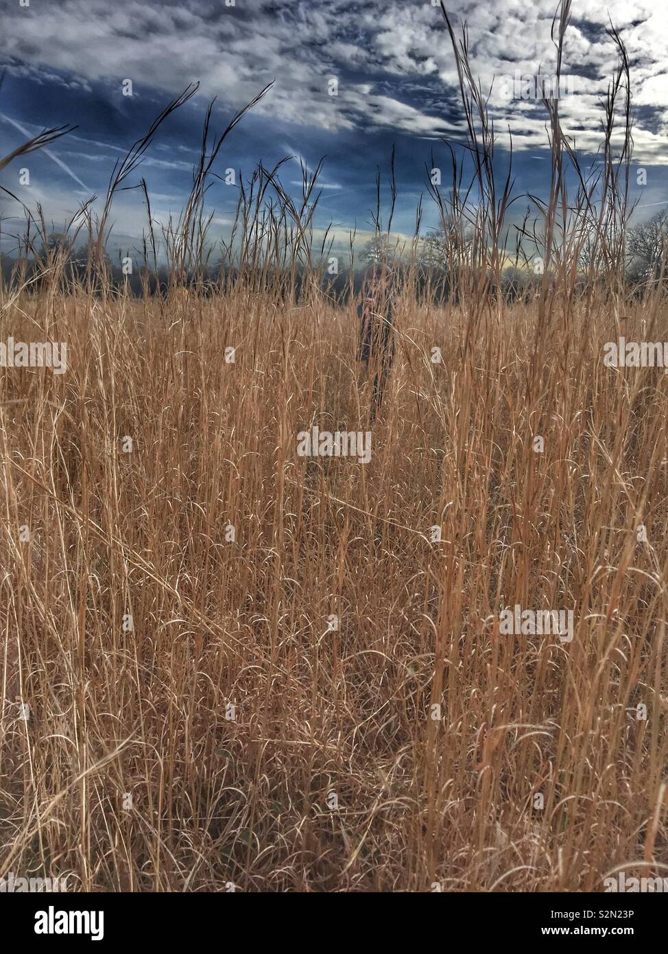 Find me (small child hiding in tall grass) Stock Photo