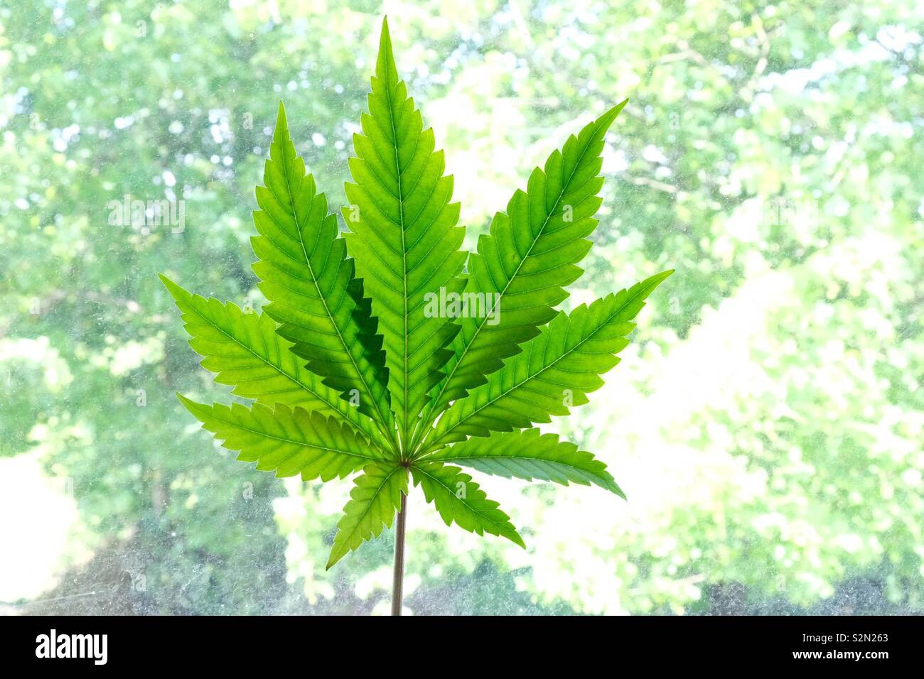 marijuana leaf Stock Photo