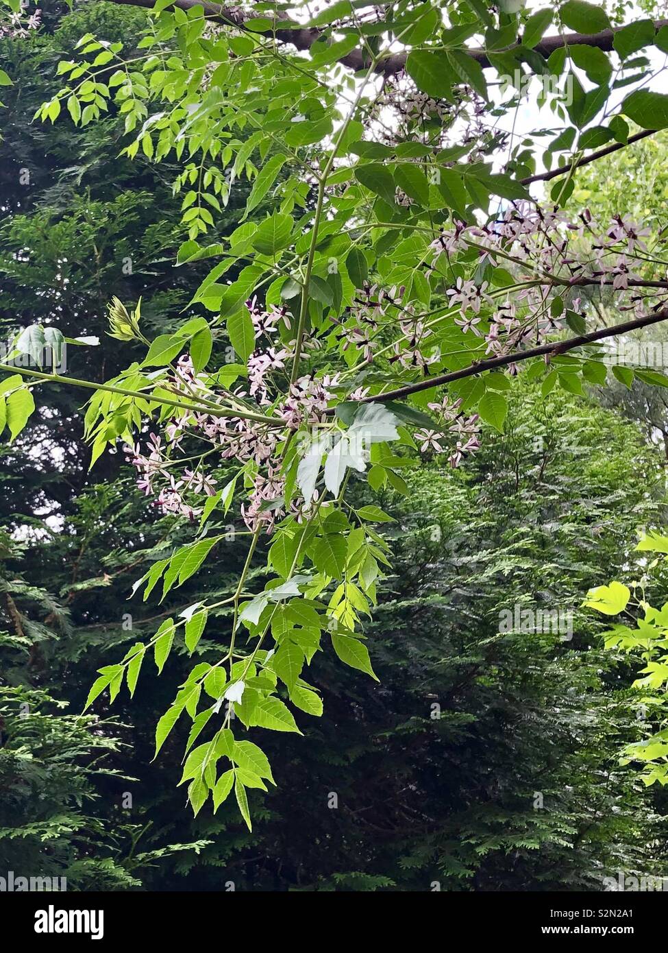 Chinaberry tree hi-res stock photography and images - Alamy