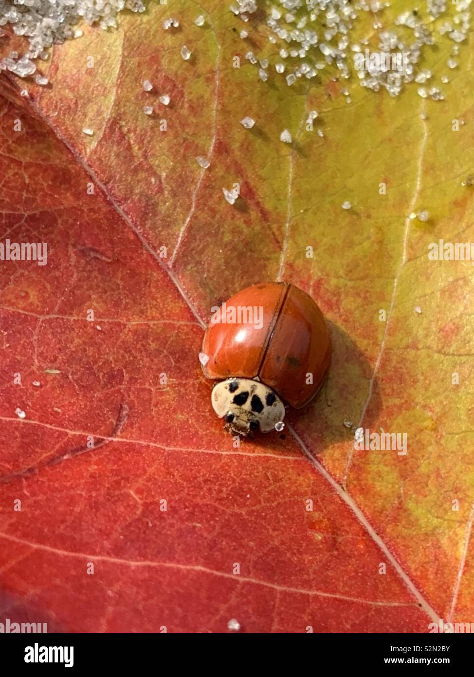 Ladybug on multicolored leaf, macro - Smartphone Captured Stock Image