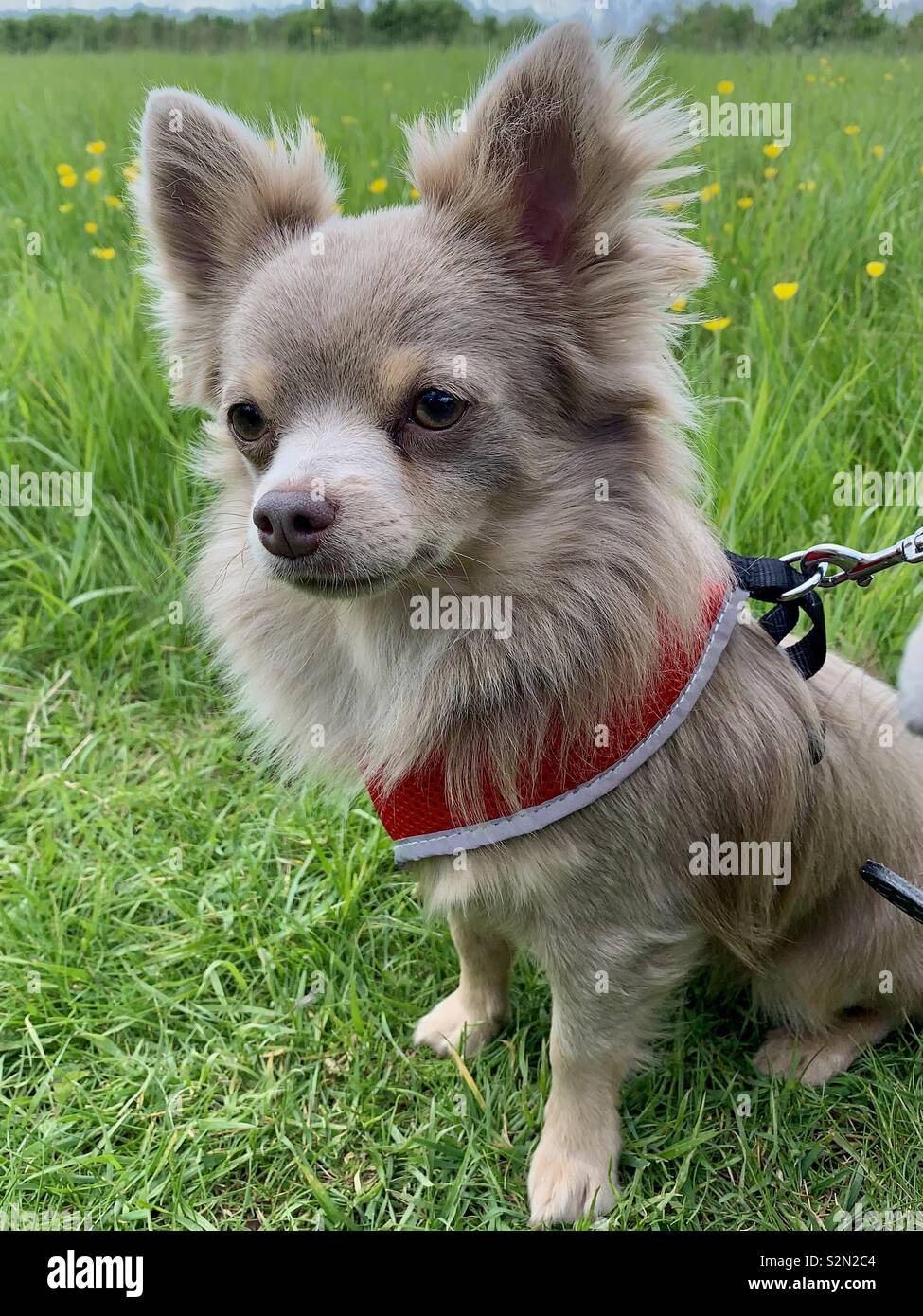Small chihuahua wearing harness, sitting in buttercup field, UK Stock Photo