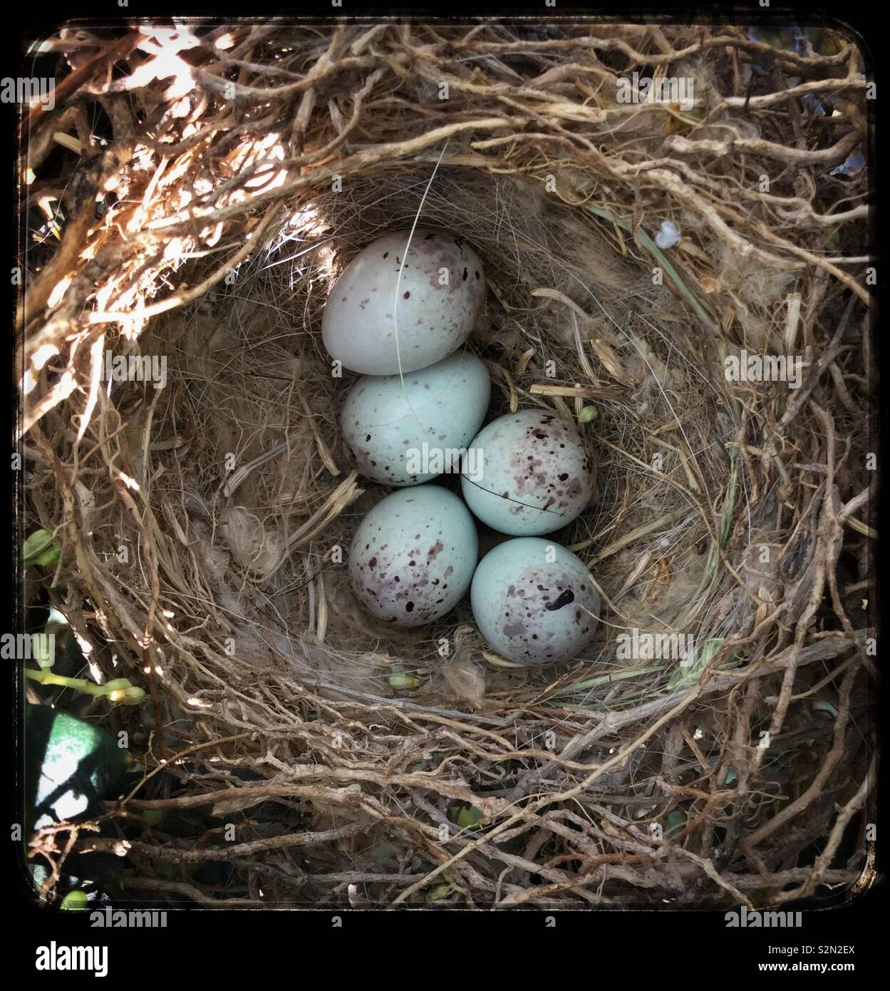 European Serin (Serinus serinus) nest in an olive tree, Catalonia, Spain. - Smartphone Captured Stock Image